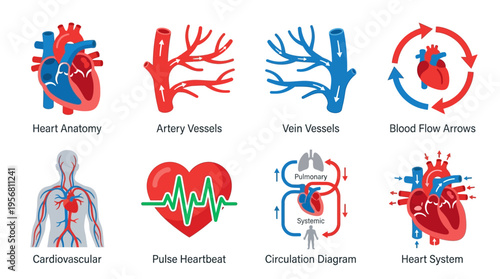 Vector illustration of human heart anatomy with cardiovascular system and blood flow arrows in a medical educational diagram.