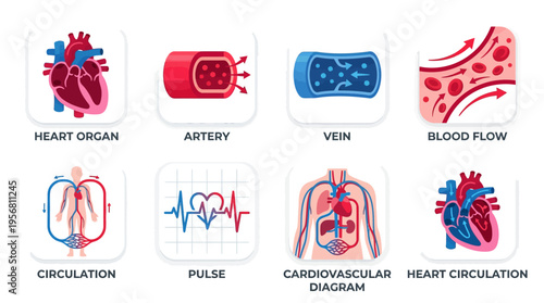 Vector illustration of a human heart organ with artery, vein, and blood flow in a cardiovascular diagram showing circulation and pulse.