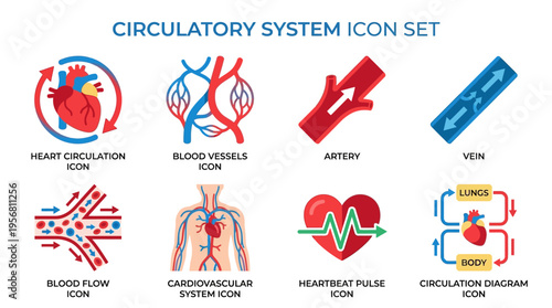 A vector illustration of a circulatory system icon set showcasing heart, blood vessels, artery, vein, and circulation diagram in a medical context.