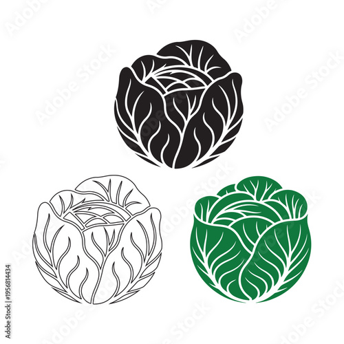 Silhouette vector outline of a cabbage