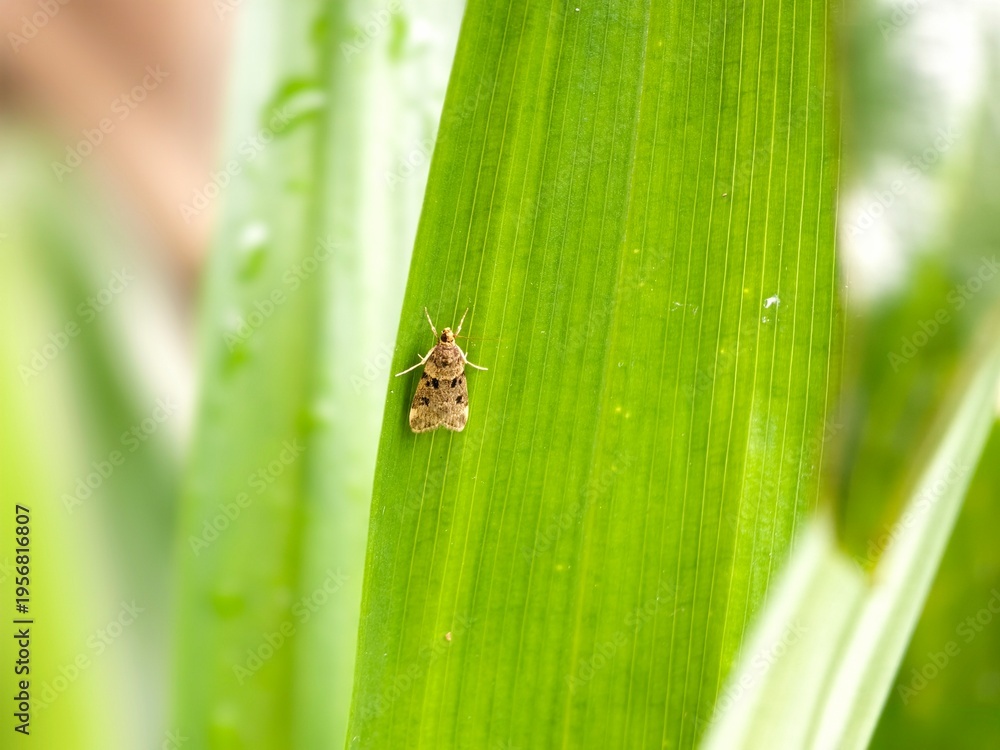 Fototapeta premium Tiny moth rests on a vibrant green leaf with water droplets