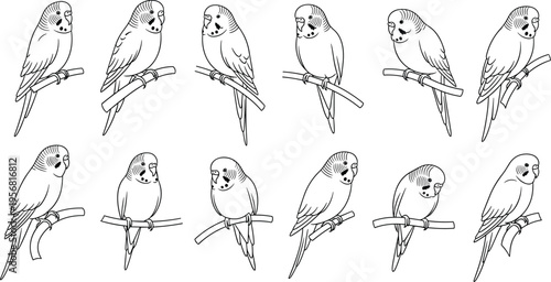 Budgerigar Parakeet Line Art Vector Set with Cute Pet Birds on Branches, Black and White Outline Illustrations for Nature Design, Animal Graphics, and Ornithology