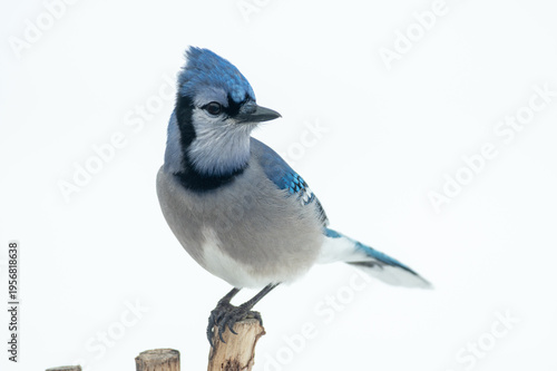 Blue Jay ~ Cyanocitta Cristata, perched on a branch
