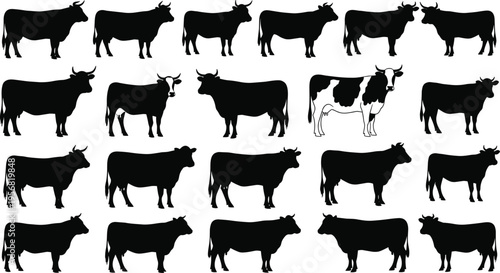 Cow silhouettes collection with different cattle breeds and poses isolated on white background, farm livestock animals set for agriculture, dairy production and rural design