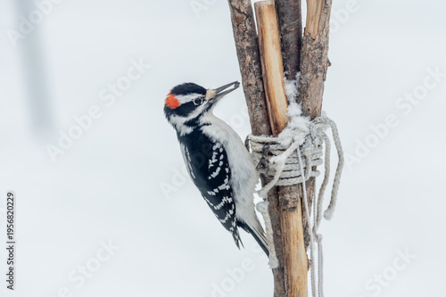 Hairy Woodpecker ~ Leuconotopicus villosus