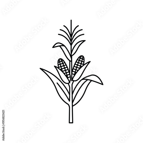 Corn stalk flat line art icon, agricultural plant illustration