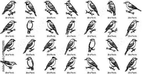 Collection of diverse bird illustrations on perches, featuring black and white hand-drawn line art of various perching birds for nature and wildlife designs.