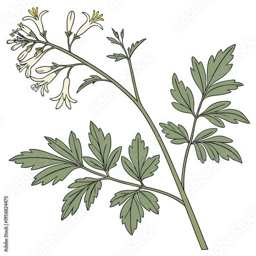 thalictrum tuberosum clone