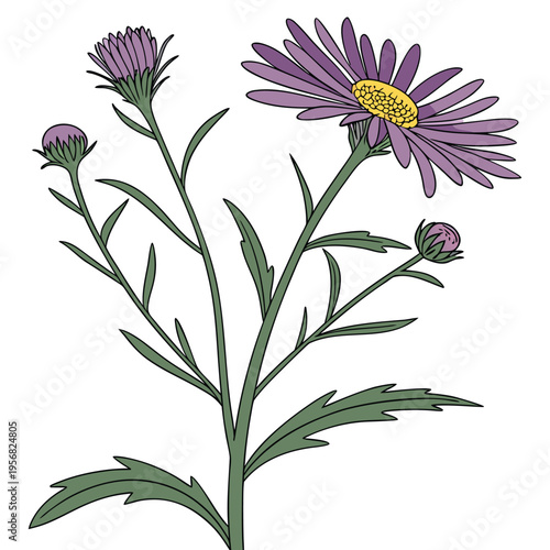 tansy aster flower with branch