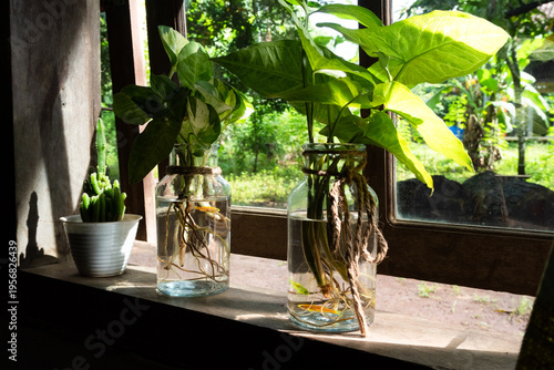 Hydroponic plants in glass bottles on a rustic wooden windowsill with natural light.