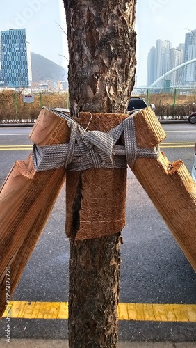 Young street tree supported with wooden stakes