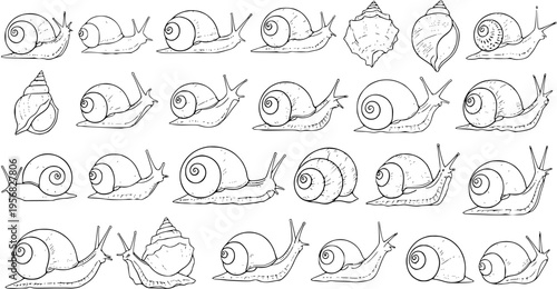 Detailed black and white line art illustration set of various snails and snail shells, perfect for natural history, biology, and mollusk-themed designs.