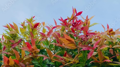 4K red shoot leaves with fresh rain droplets under blue sky, vibrant foliage and natural texture. Perfect for nature, garden, growth, background, ecology, and freshness themes.