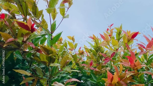 4K red shoot leaves with fresh rain droplets under blue sky, vibrant foliage and natural texture. Perfect for nature, garden, growth, background, ecology, and freshness themes.