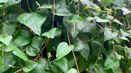 4K fresh green vine leaves with water droplets after rain, natural texture and vibrant foliage. Perfect for nature, background, ecology, freshness, garden, and wellness themes.