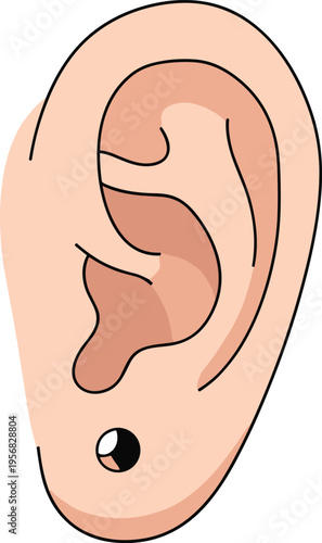 Human Ear Anatomy Illustration with Piercing Point, Medical Body Part Diagram for Hearing, Healthcare Education, and Audiology Vector Design