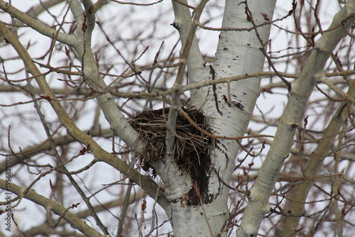 Wallpaper Mural Bird Nest In A Tree Torontodigital.ca