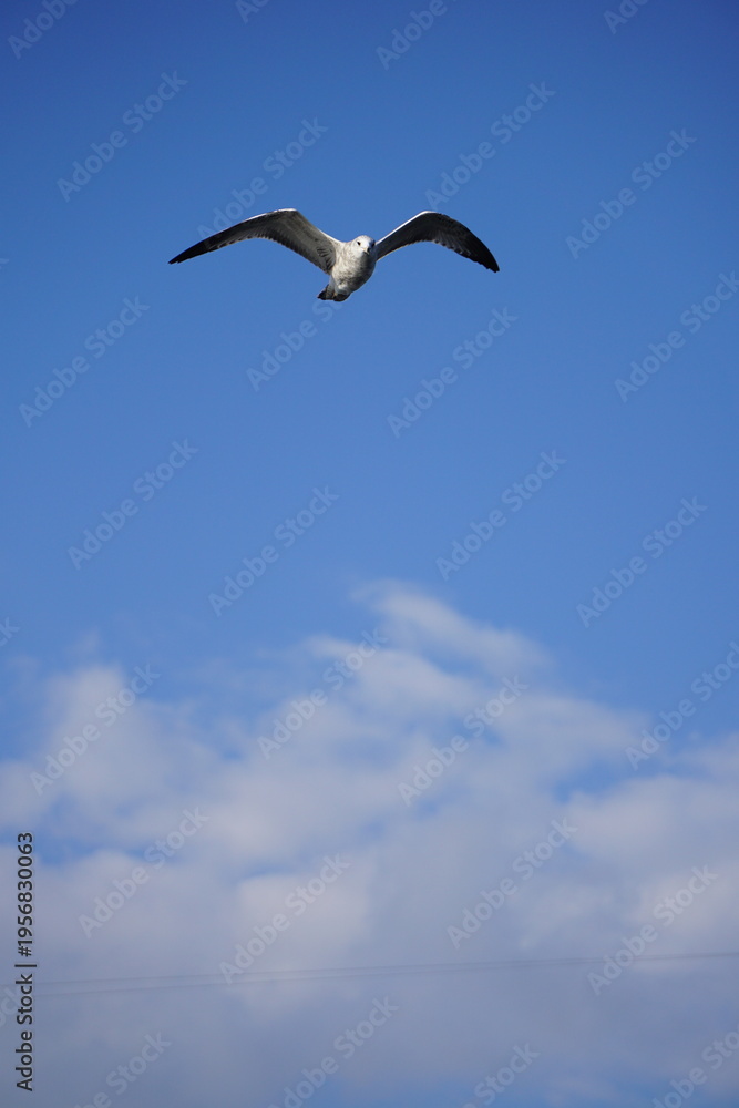 Fototapeta premium Sea Gull