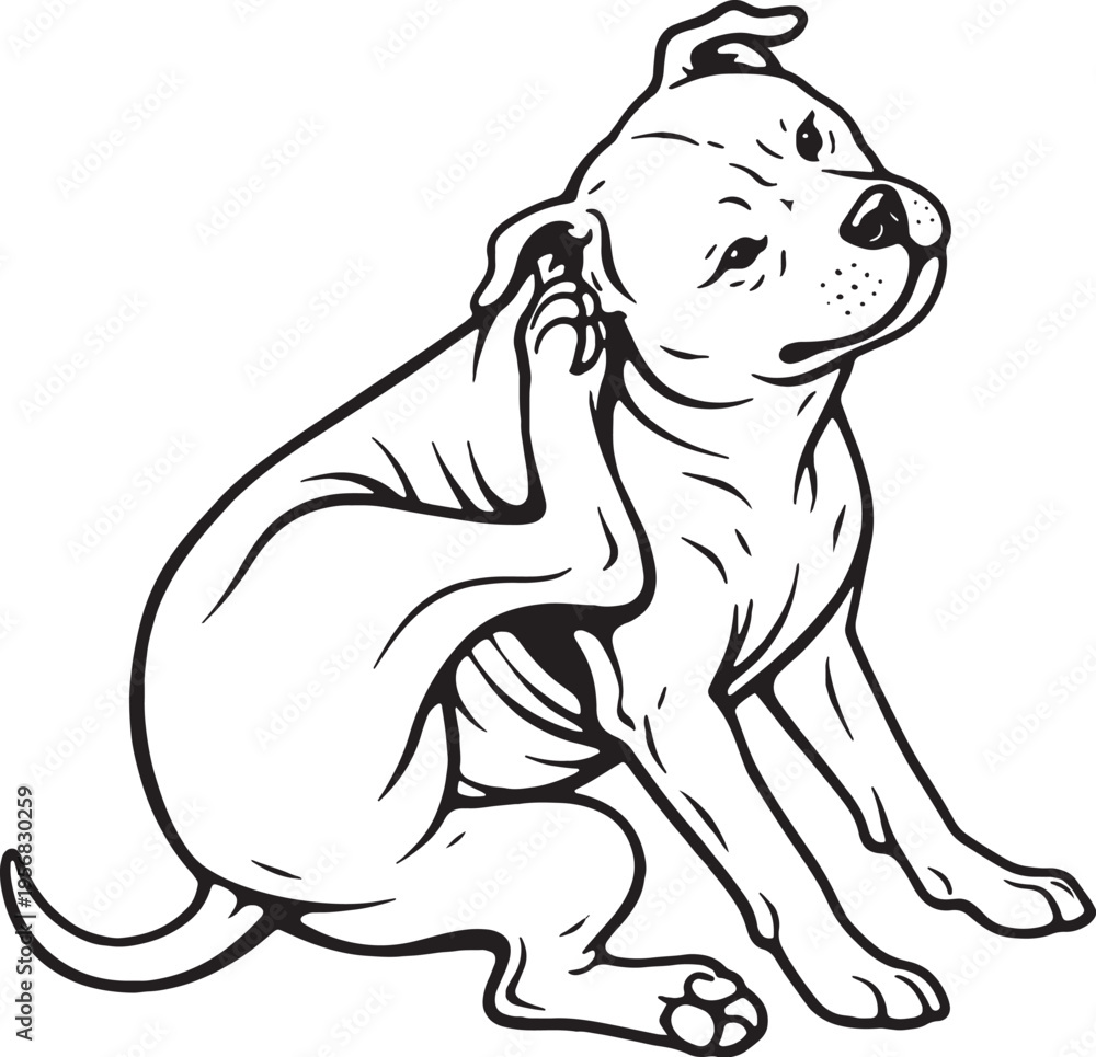 Fototapeta premium Staffordshire Bull Terrier Scratching Ear Sitting Pose Black and White Line Art Vector