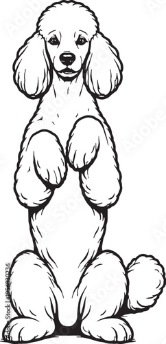 Standard Poodle Sitting Beg Pose Black and White Line Art Illustration