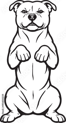 Staffordshire Bull Terrier Sitting Beg Pose Black and White Line Art Vector