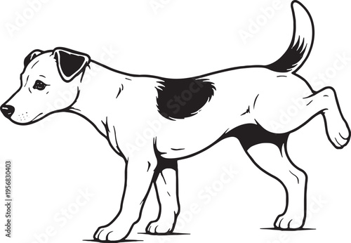 Jack Russell Terrier Marking Territory Leg Lift Black and White Line Art Illustration