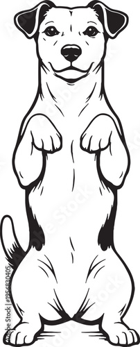 Jack Russell Terrier Sitting Beg Pose Front View Black and White Line Art Illustration