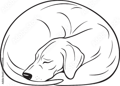 Great Dane Sleeping Curled Donut Pose Black and White Line Art Illustration
