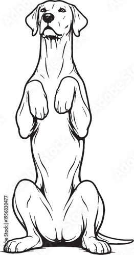 Great Dane Sitting Beg Pose Front View Black and White Line Art Illustration