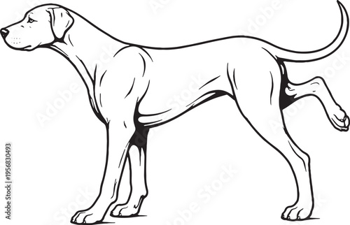 Great Dane Marking Territory Leg Lift Black and White Line Art Illustration