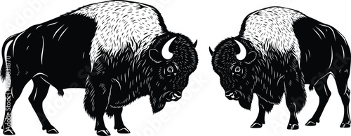 Black and white bison buffalo illustration set detailed engraving style wild animal silhouettes isolated on white background for design