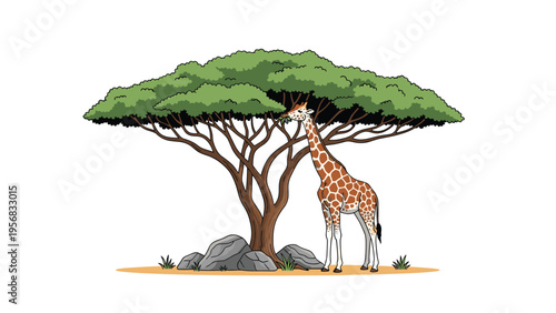 Giraffe eating leaves from the top of an acacia tree in an African savanna setting with rocks and sparse grass on a white background.