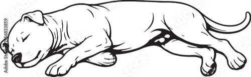Foto American Pit Bull Terrier Sleeping on Side Relaxed Pose Black and White Line Art