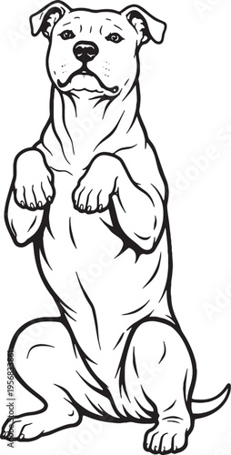 American Pit Bull Terrier Sitting Beg Pose Front View Black and White Line Art Illustration