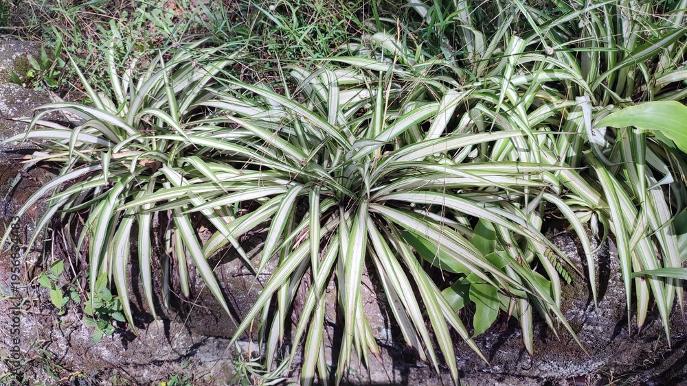 Fototapeta premium Beautiful view of spider plant or chlorophytum comosum