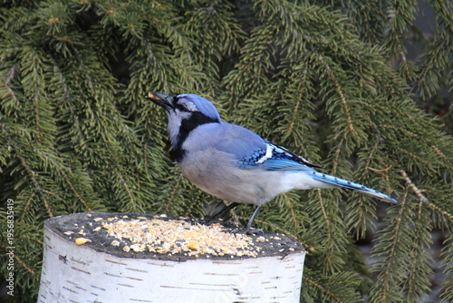 Wallpaper Mural blue jay on feeder Torontodigital.ca