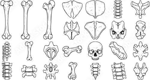 Hand-Drawn Bone Set: Anatomy, Skeleton, Skull, Spine Illustrations