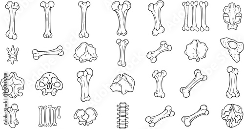 Bone Collection: Anatomical Outlines for Anatomy  Science Illustrations