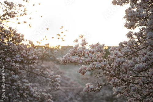 Magnolia bathing in golden hour light