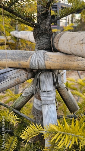 Young tree supported with wooden stakes and straps