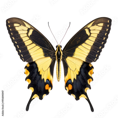 A beautiful butterfly with black and yellow wings on transparent background