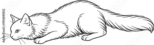 Turkish Angora Cat Pouncing Low Crouch Black and White Line Art Feline Hunting Behavior Illustration