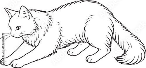 Turkish Angora Cat Kneading Paws Black and White Line Art Feline Comfort Behavior Illustration