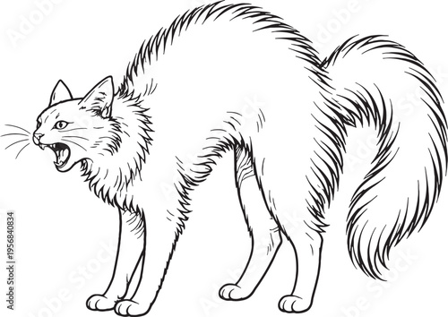 Turkish Angora Cat Arching Back Hiss Black and White Line Art Pet Behavior Illustration