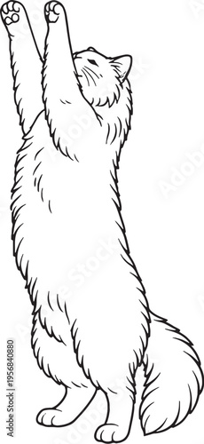 Siberian Cat Reaching Up Line Art, Standing Cat Stretch Pose Black White Vector Illustration
