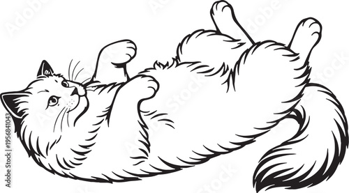 Ragdoll Cat Lying Belly Up Playful Pose Black and White Line Art Pet Illustration