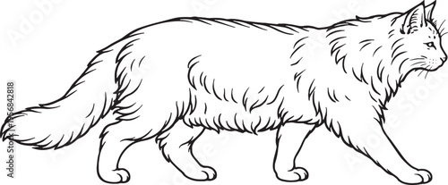 Norwegian Forest Cat Walking Side View Black And White Line Art Cat Illustration
