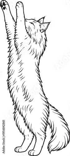 Norwegian Forest Cat Reaching Up Front Paws Black And White Line Art Cat Stretch Illustration