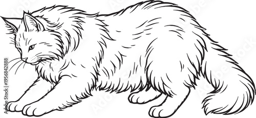 Norwegian Forest Cat Kneading Paws Black And White Line Art Cat Comfort Behavior Illustration