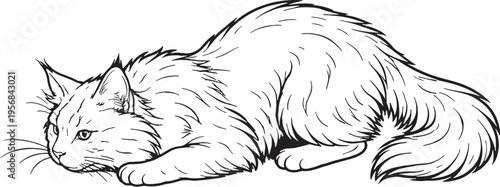 Maine Coon Cat Pouncing Low Crouch Hunting Pose Black and White Line Art Illustration
